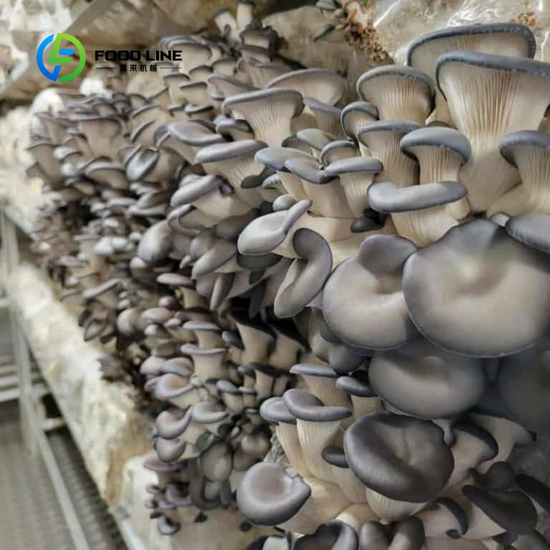 Fattoria Modulare in Container - Farming Agriculture Project recensione e prezzo