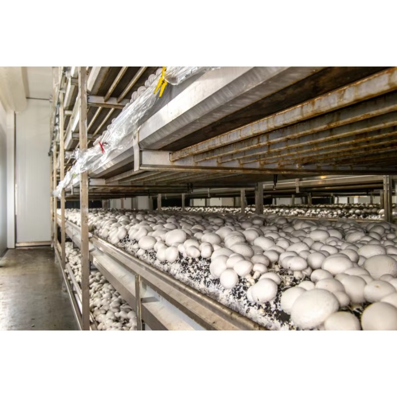 Fattoria Idroponica in Contain - Farming Agriculture Project recensione e prezzo